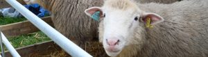 Cute sheep in pen at Cardigan County Show